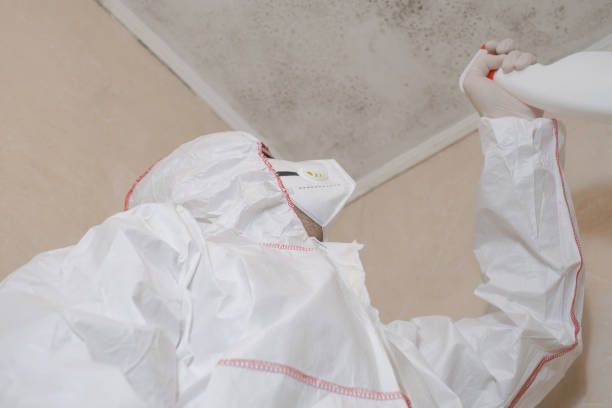 Best Same-Day Mold Removal  in Brentwood, PA