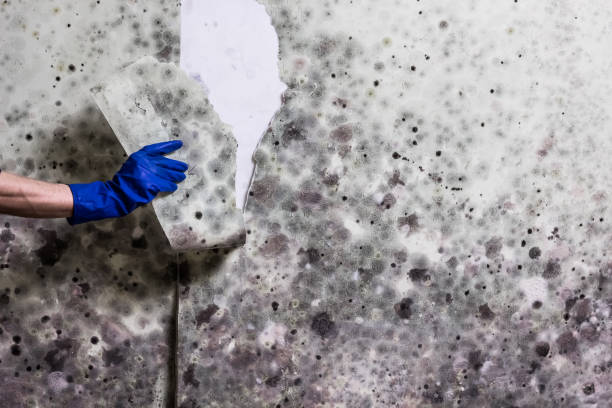 Best Toxic Mold Removal  in Brentwood, PA
