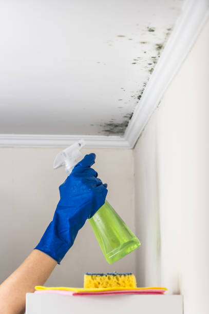 Best Mold Damage Repair  in Brentwood, PA
