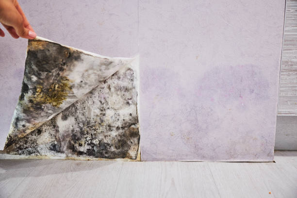 Best Local Mold Removal Service  in Brentwood, PA